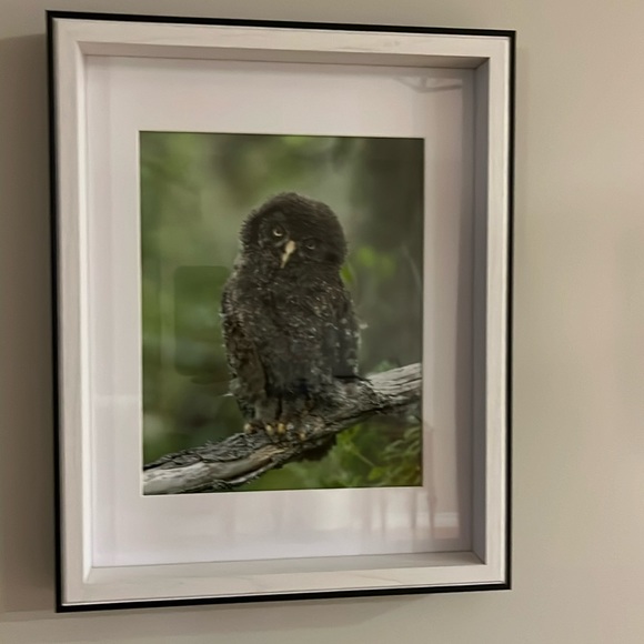 Sassy Owl Framed Print - Picture 1 of 1